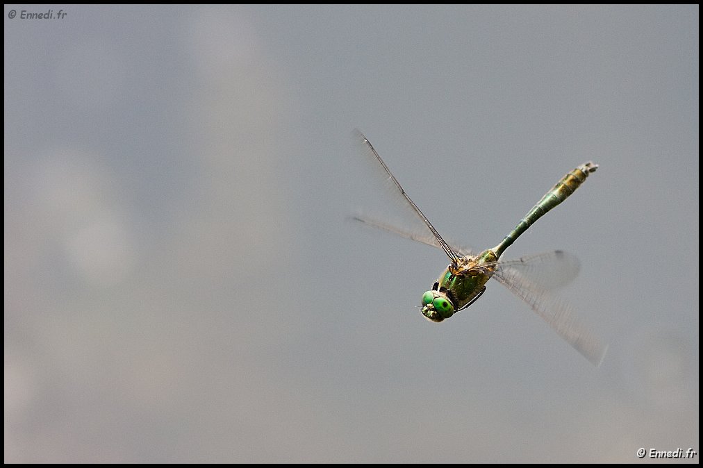40dIMG_8323a.jpg - Libellule en vol