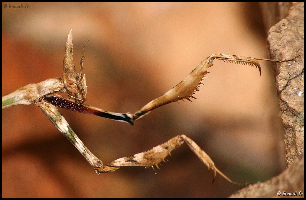 insecte-20.jpg - Empuse ....