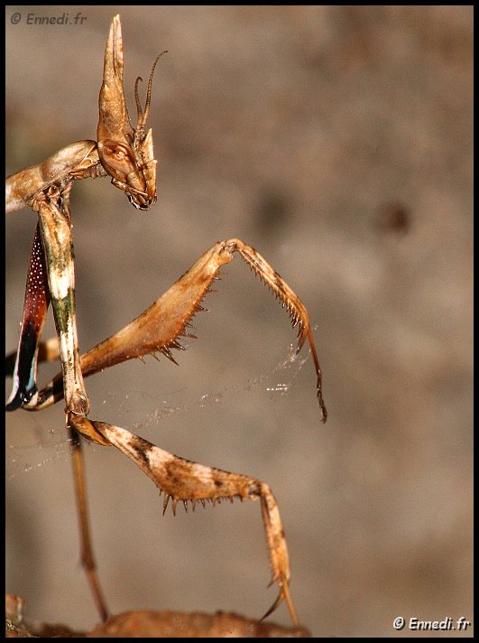 insecte-24.jpg - Ou bien Alien ?????