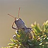 IMG_0910d-d2