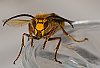 IMG_8906a_filtered