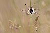 _MG_0604-2