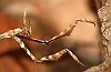 insecte-20