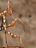 insecte-24