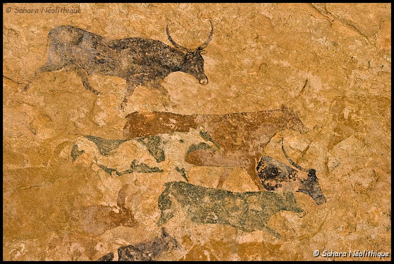 jabbaren-20.jpg - Les boeufs polychromes. Des bovins de toutes les couleurs ... Ce troupeau est la peinture la plus richement colorée du tassili. Une peitite partie seulement est encore visible. L'ensemble devait comporter à l'origine au moins une quarantaine de bovidés conduit par leur pâtre.