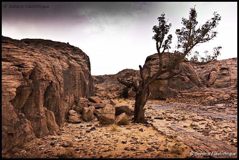 jabbaren-50.jpg - Les oueds abritent encore quelques  cyprès  et oliviers, souvenirs du temps où le climat de cette région était de type méditerranéen.