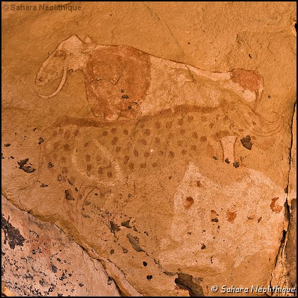 350d-IMG_2471a.jpg - Tisseteka. Fresque peinte sur le plafond d'un abri représentant un ensemble de bovinés avec des cornes en forme de Lyre ou bien pendantes. La robe d'une bête au centre est rendue par des pointillés. Largeur du panneau : environ 0,75 m.