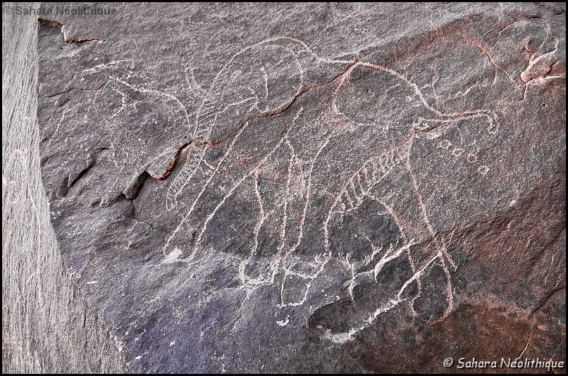 350d-IMG_2544a.jpg - Détail du dernier éléphant en train de déféquer.
On remarque néanmoins que l' éléphant semble occuper une place à part dans ces gravures. Il est aussi intéressant de constater que dans les traditions orales actuelles un géant mythique est mis en relation avec l' éléphant. Il s' agit d'Amerolqis à qui est attribué l' invention des principaux traits de la société touarègue (chants, tifinagh et langue tamahaq). 
