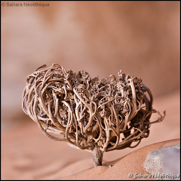 400d-IMG_3814a.jpg - L'oued In Djaren est réputé pour ses champs d'Akaraba plus connus sous le nom de "rose de jJéricho". L'Akaraba a la particularité de se replier en boule par temps sec et de s'étaler en étoile sur le sol dès que la pluie est suffisante.
