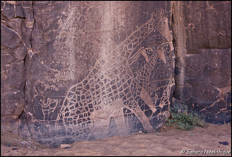 40d-IMG_3885a.jpg - Tin Abedine. Un homme portant un pot suit trois girafes. Ils commencent à s'ensabler. Hauteur du cornillon de la plus grande girafe au sable, environ 1,70 m.