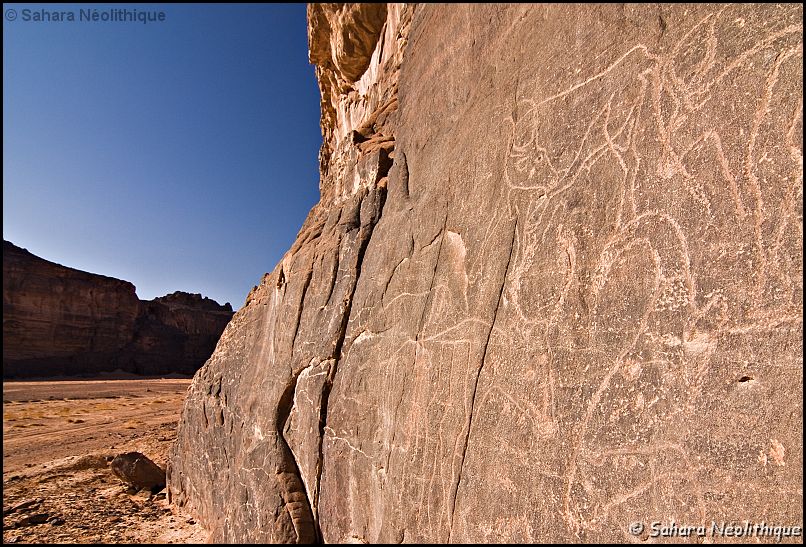 40d-IMG_3930a.jpg - In Djaren. Ouan Eki. Un boeuf se lèche la patte. Du sabot à la naissance de la queue, environ 0,70 m.