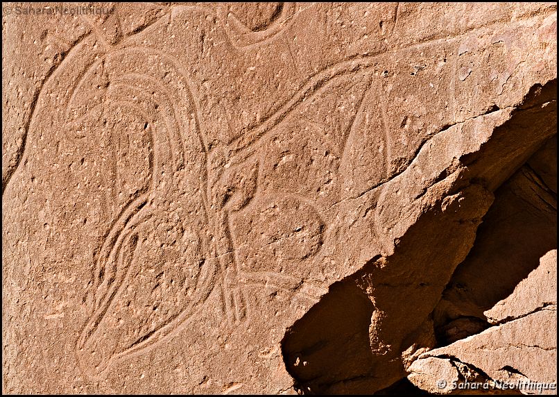 40d-IMG_4084a.jpg - Détail. Cette gravure présente la particularité d'être gravée avec un "double contour", ce qui caractèrise "l'école du Messak". Cet attribut technico-stylistique se définit comme l'utilisation d'un tracé double. Cette technique distingue les graveurs de la région du Messak en Libye. Il est très rare de trouver ce type de gravures ailleurs.