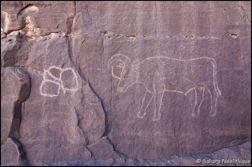 40d-IMG_4270a.jpg - Ouan Zawaten. Une belle vache.