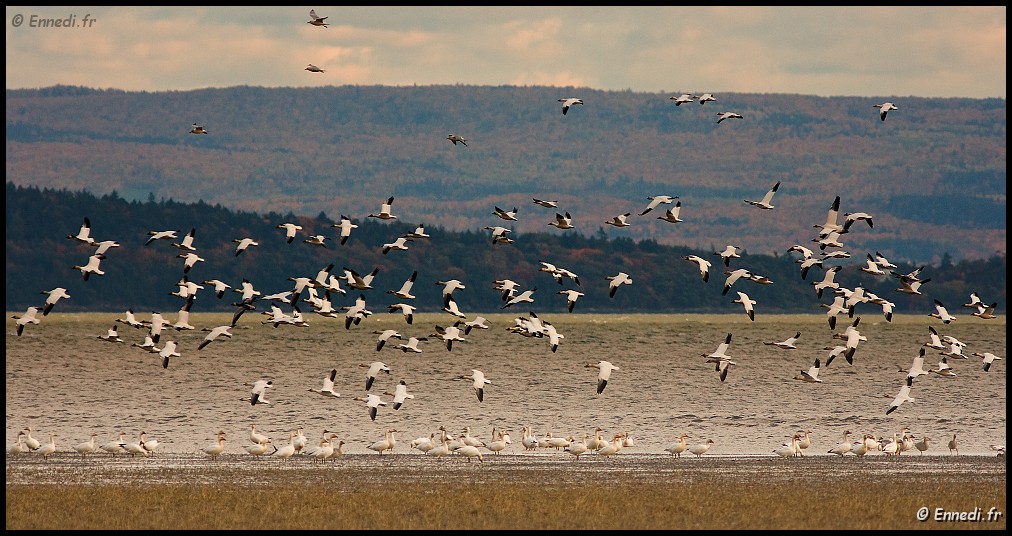 40dIMG_2444a.jpg - Les oies des neiges.
