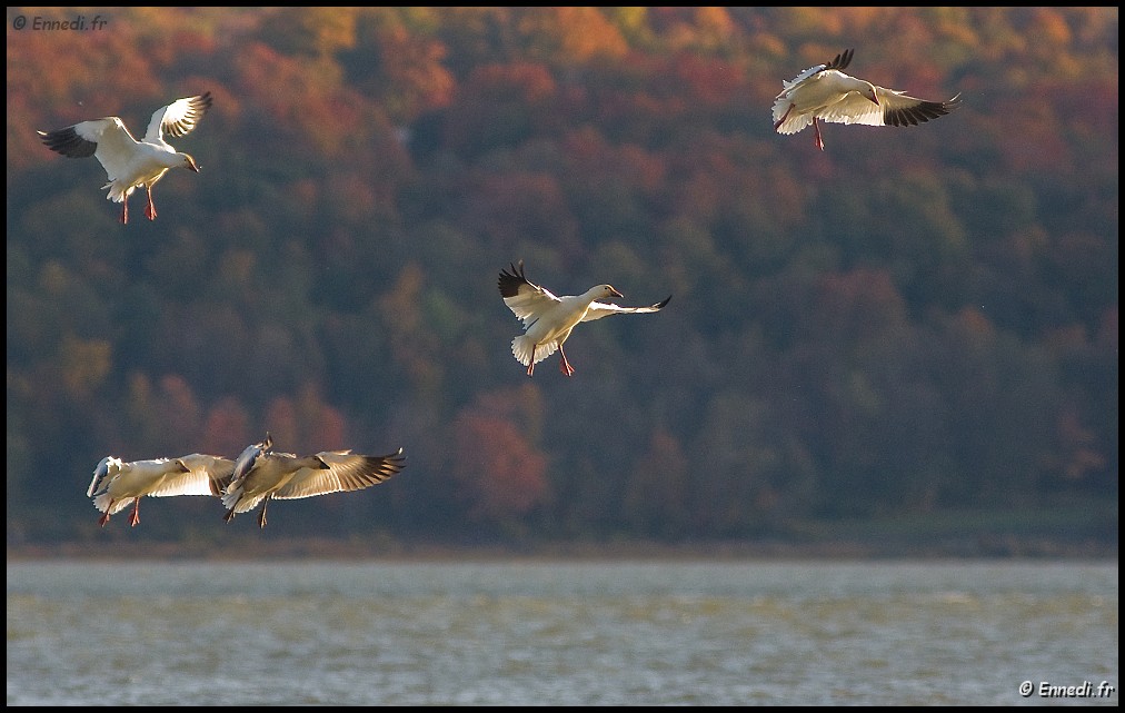 40dIMG_2748a.jpg - Les oies des neiges.