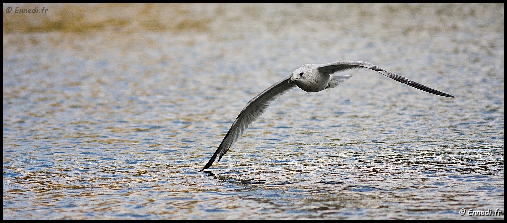 40dIMG_3134b.jpg - Goéland à bec cerclé.