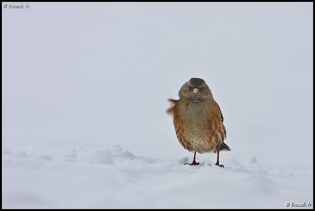 40dIMG_4564b.jpg - Froid ....