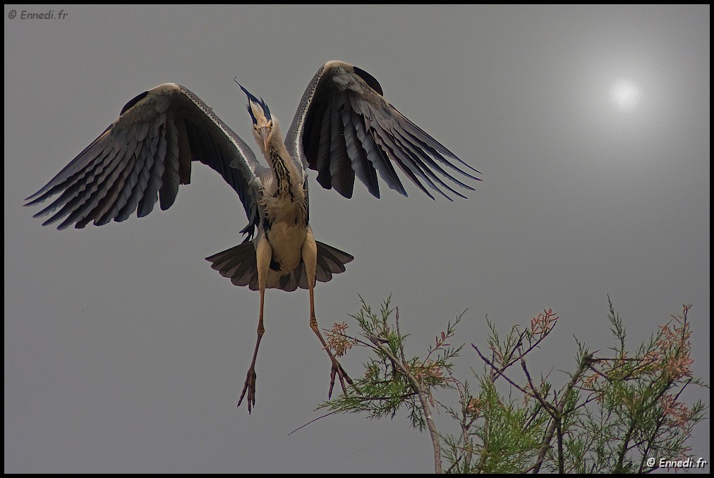 IMG_1212b.jpg - Le héron et le soleil