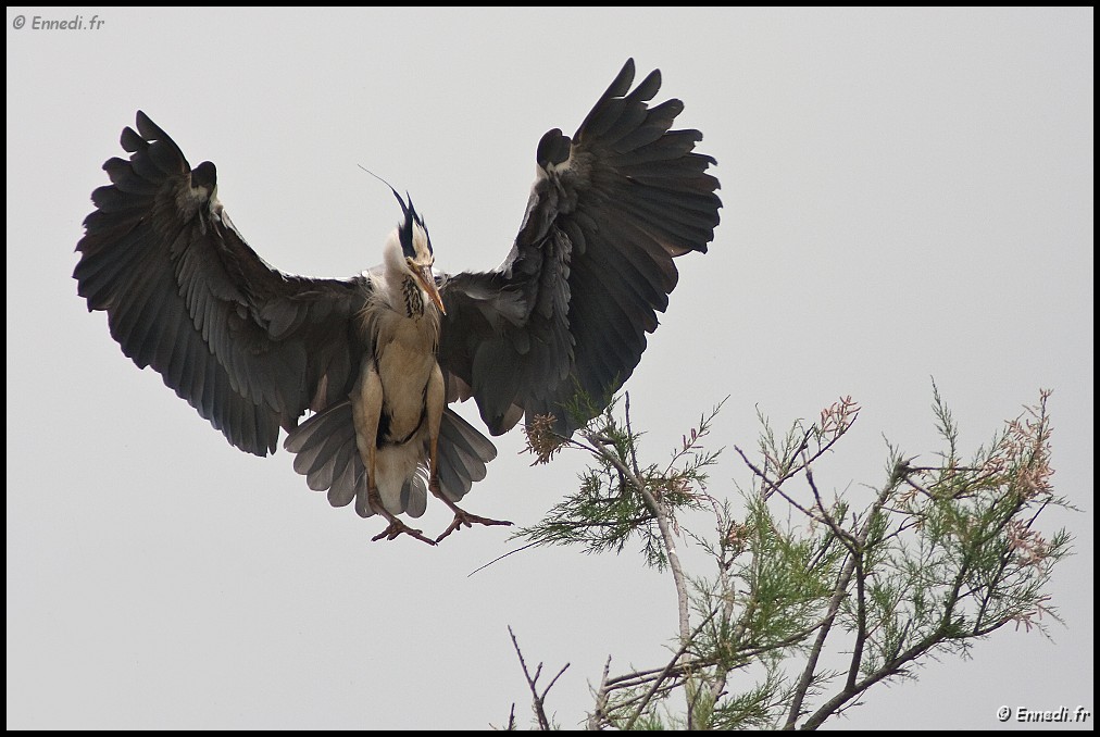 IMG_1213a.jpg - Le vampire ???