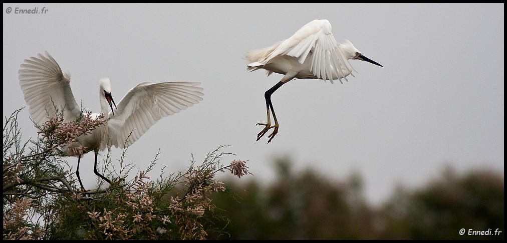 IMG_1231a.jpg - L'envol de l'aigrette.