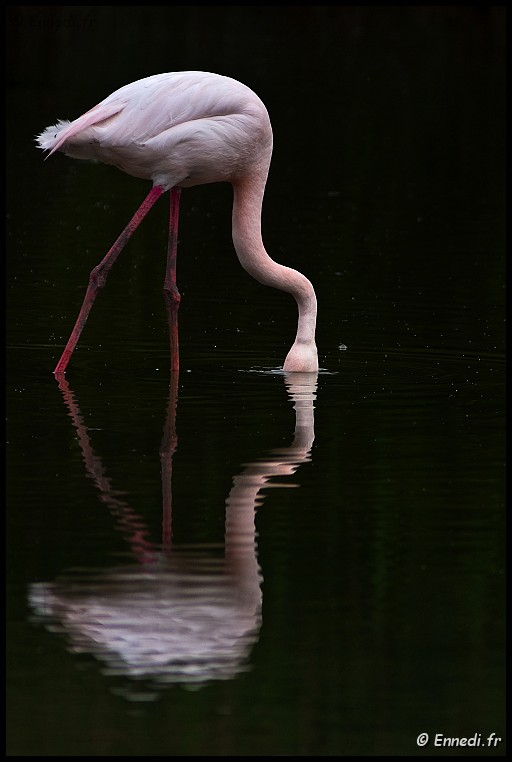 IMG_1277b.jpg - La tête dans l'eau