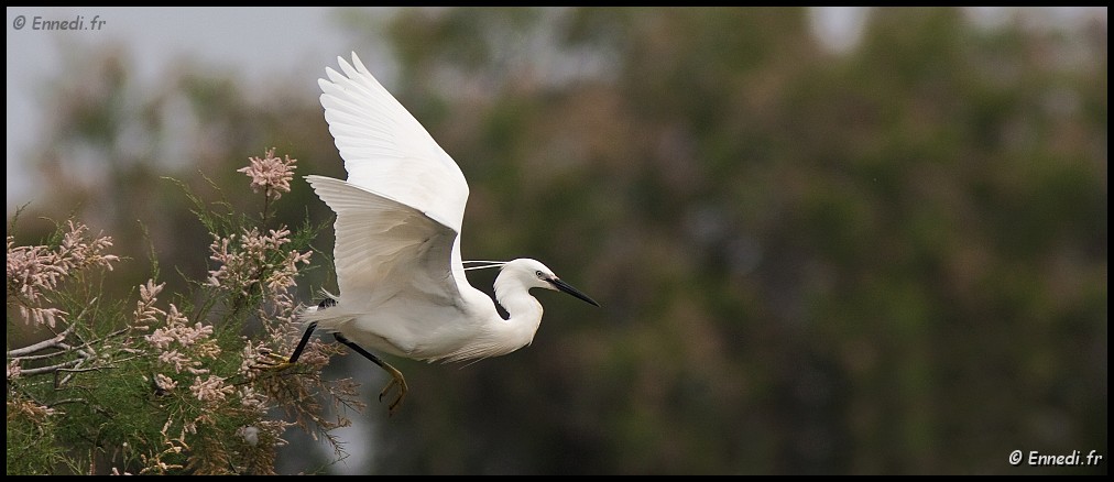 IMG_1325a.jpg - L'envol de l'aigrette.