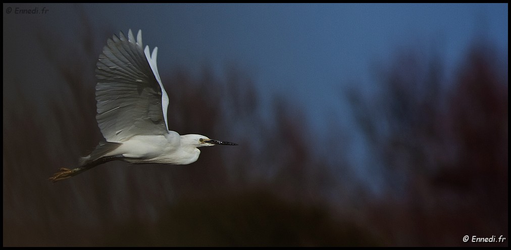 IMG_6543b.jpg - Le vol de l'aigrette.