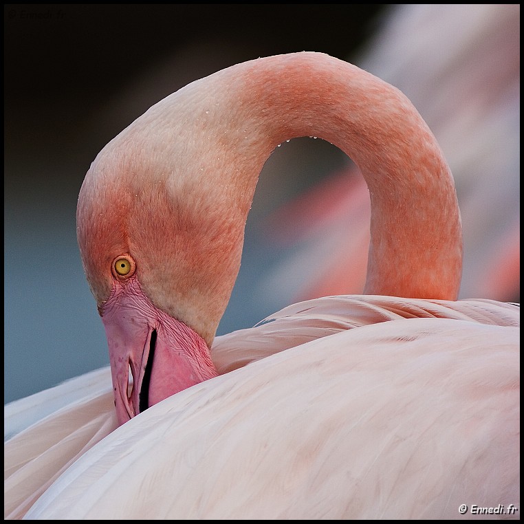 IMG_6665a.jpg - Carré rose