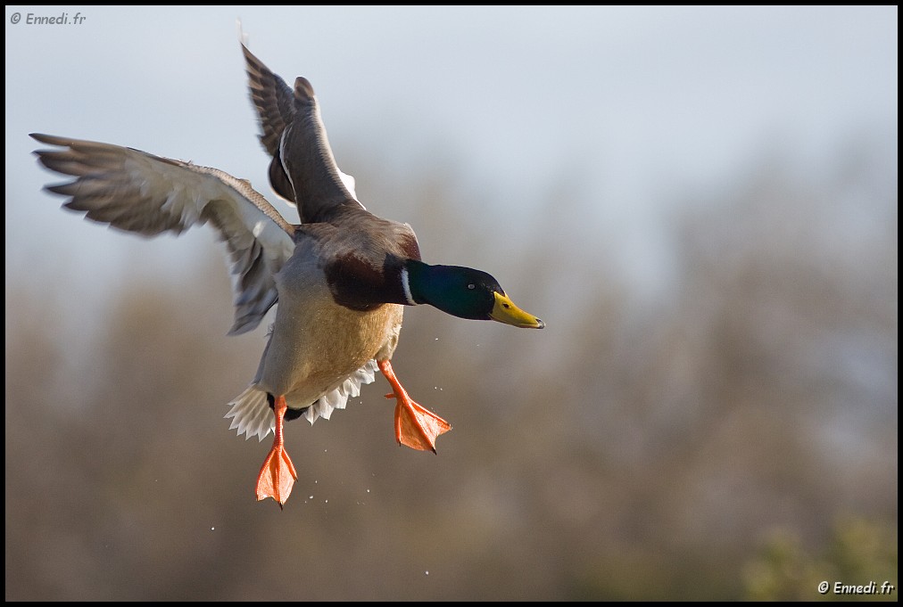 IMG_7040a.jpg - Le vol du colvert.