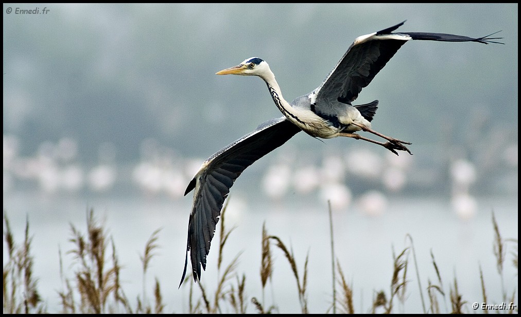 IMG_7707c.jpg - Le vol du héron.