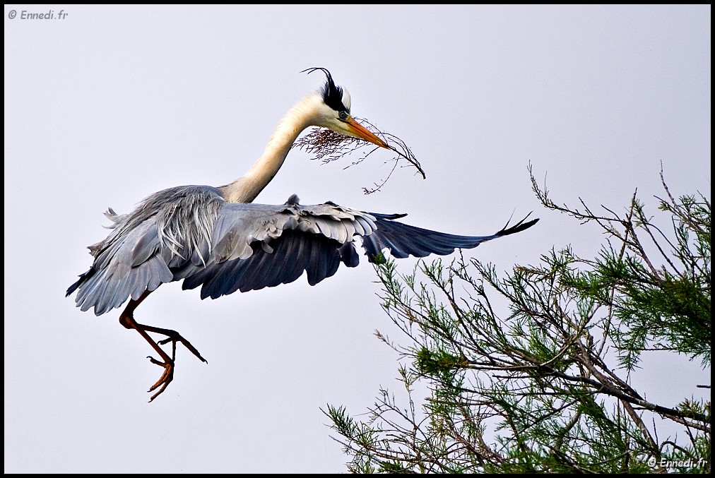 IMG_7891b.jpg - La construction du nid.