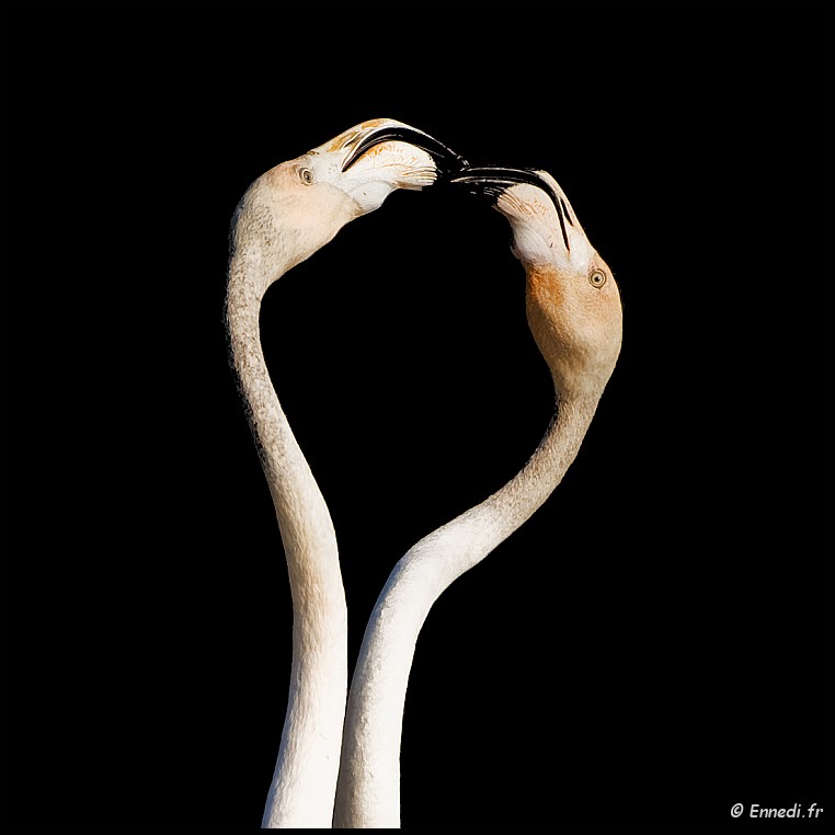 IMG_8170b3.jpg - La vie en rose