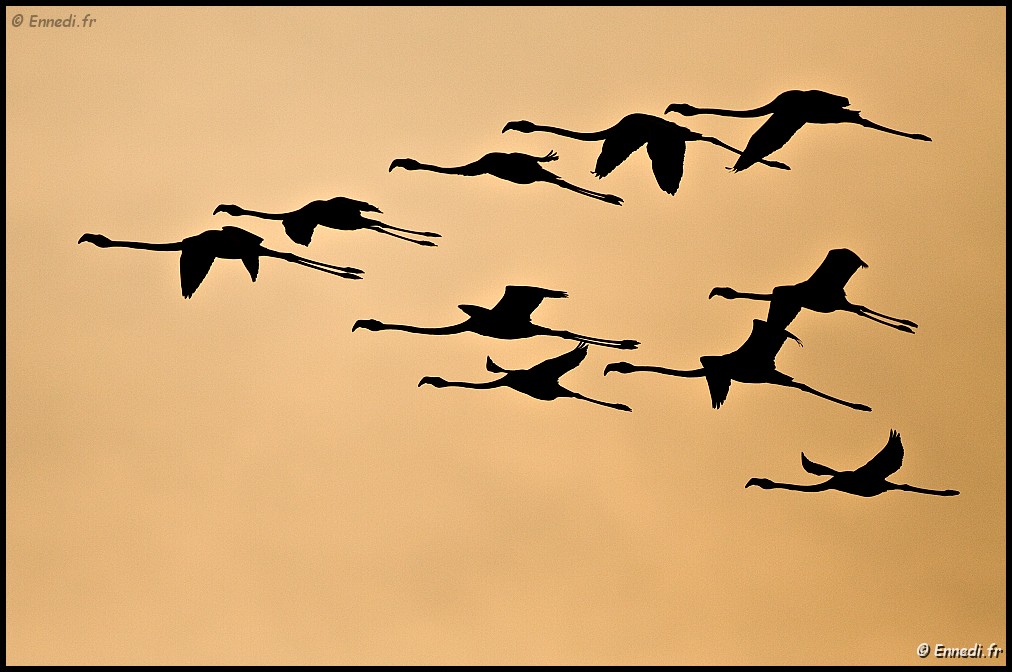 IMG_8504a.jpg - Le vol de l'escadrille.