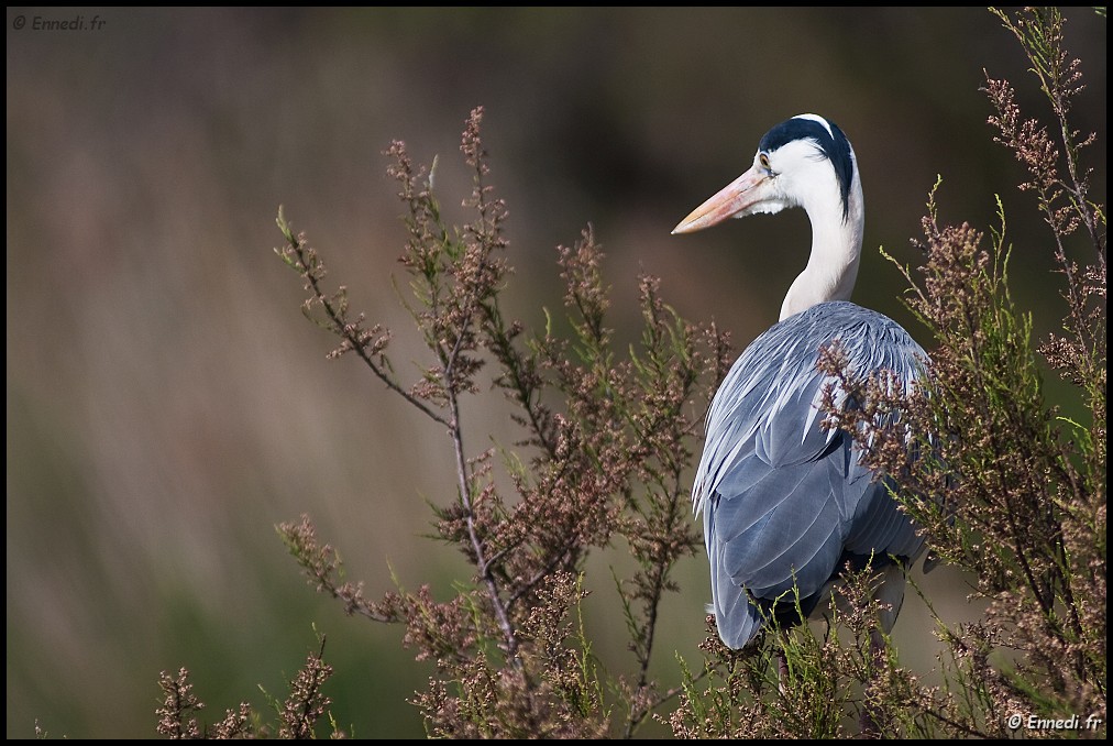 IMG_8763a.jpg - Héron cendré