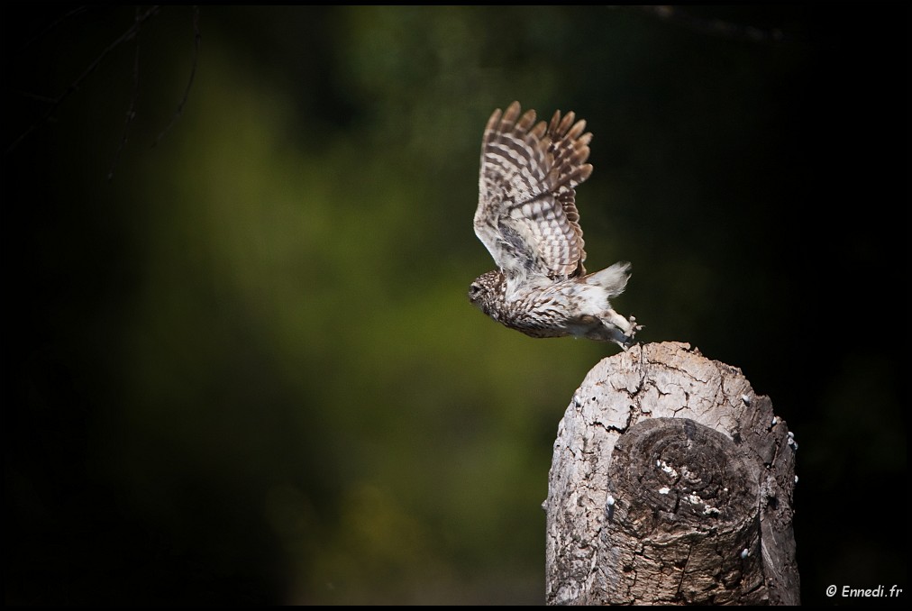 _MG_1434a1.jpg - L'envol d'Athéna. (Chevèche d'Athéna).