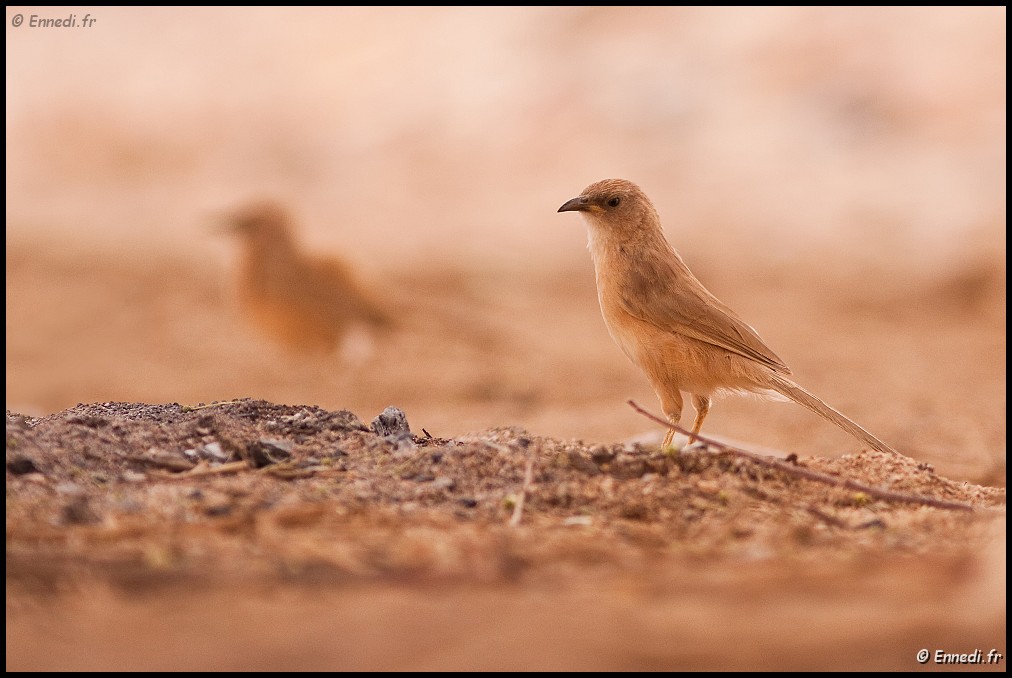_MG_2574a.jpg - Les oiseaux du Tassili : ammomane du désert