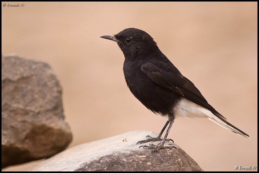 _MG_2697b.jpg - Les oiseaux du Tassili : traquet à tête blanche ou "moula moula"