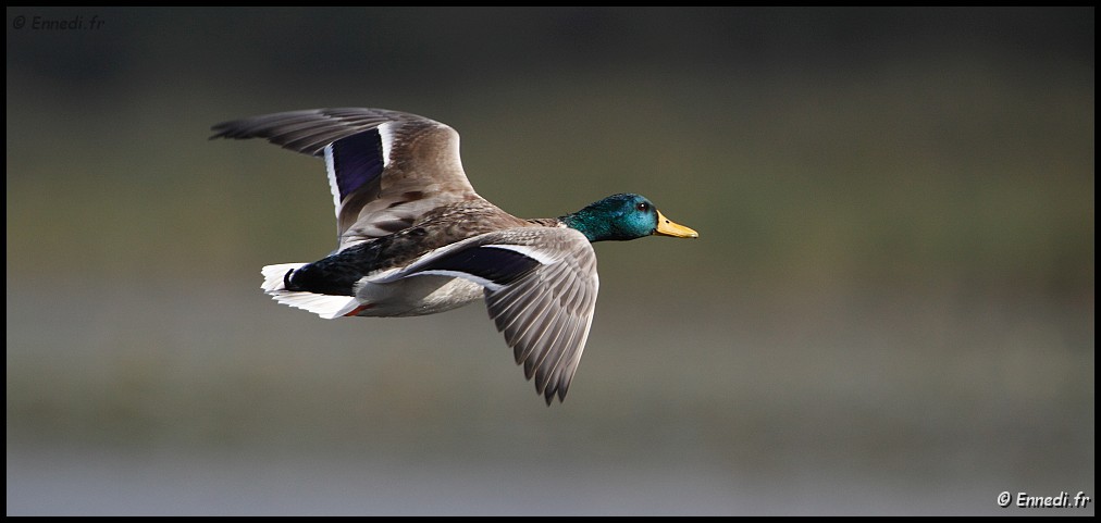 _MG_4780-2.jpg - Le vol du colvert
