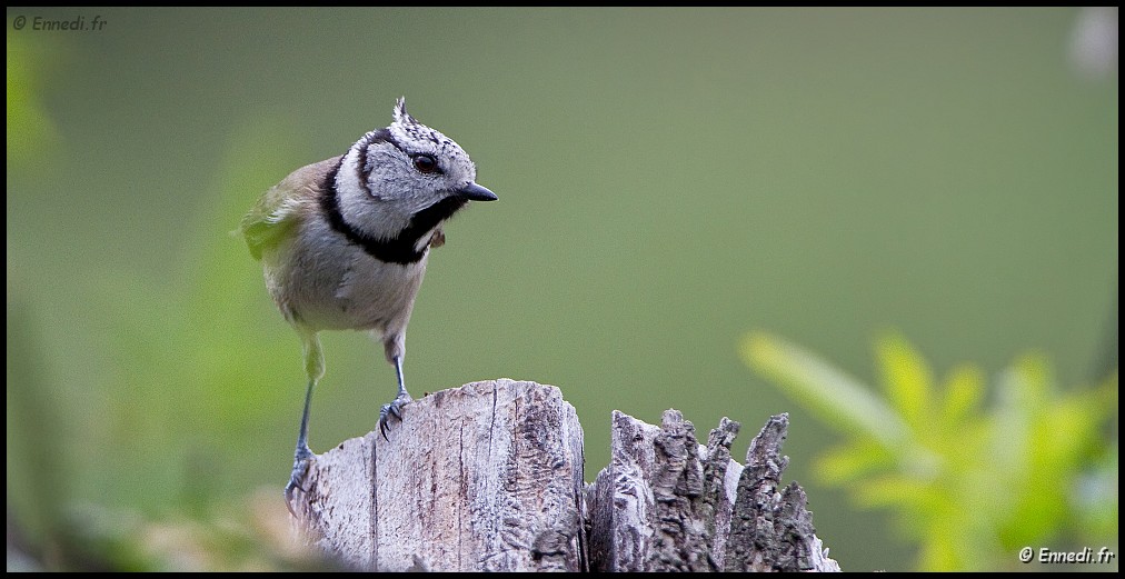 _MG_6761b.jpg - Mésange huppée