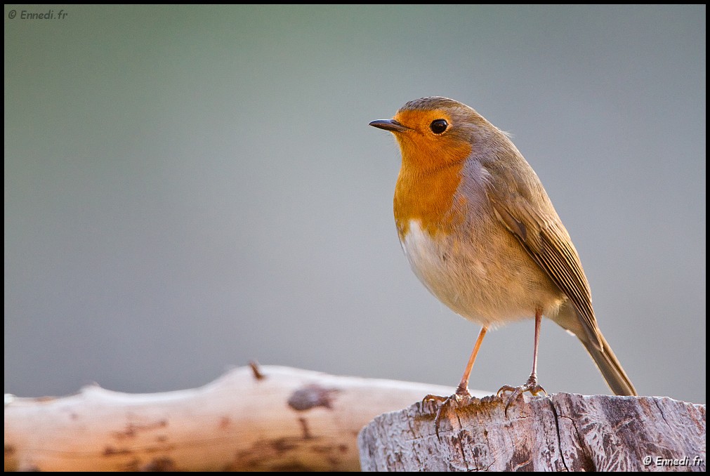 _MG_7459a.jpg - Rouge gorge