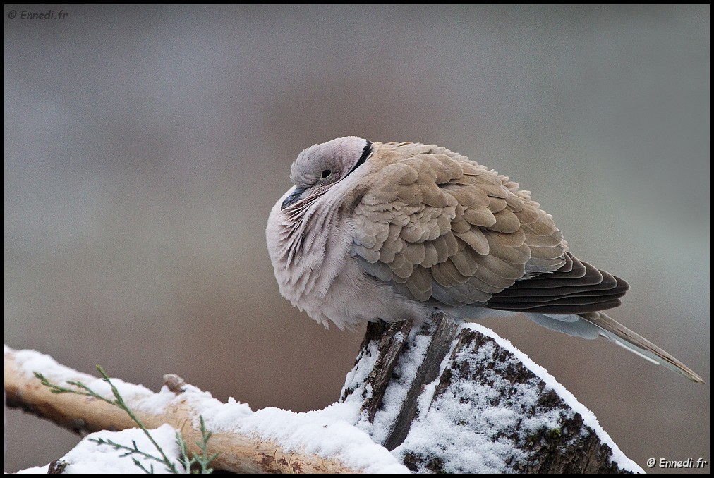 _MG_8441a.jpg - Frigorifiée