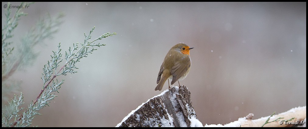 _MG_8477a.jpg - Rouge gorge sous la neige