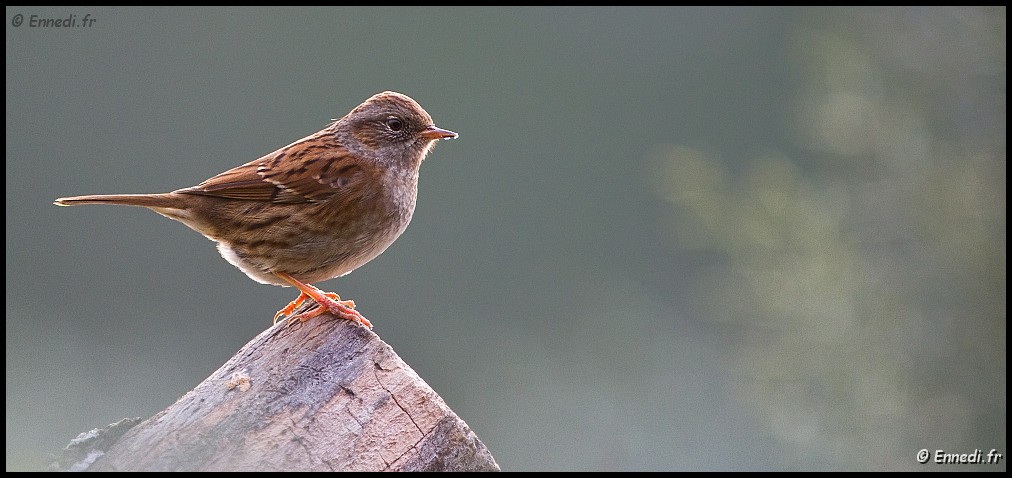 _MG_8728b.jpg - Accenteur