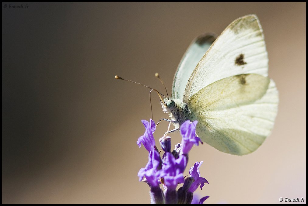 IMG_0031a.jpg - Piéride.