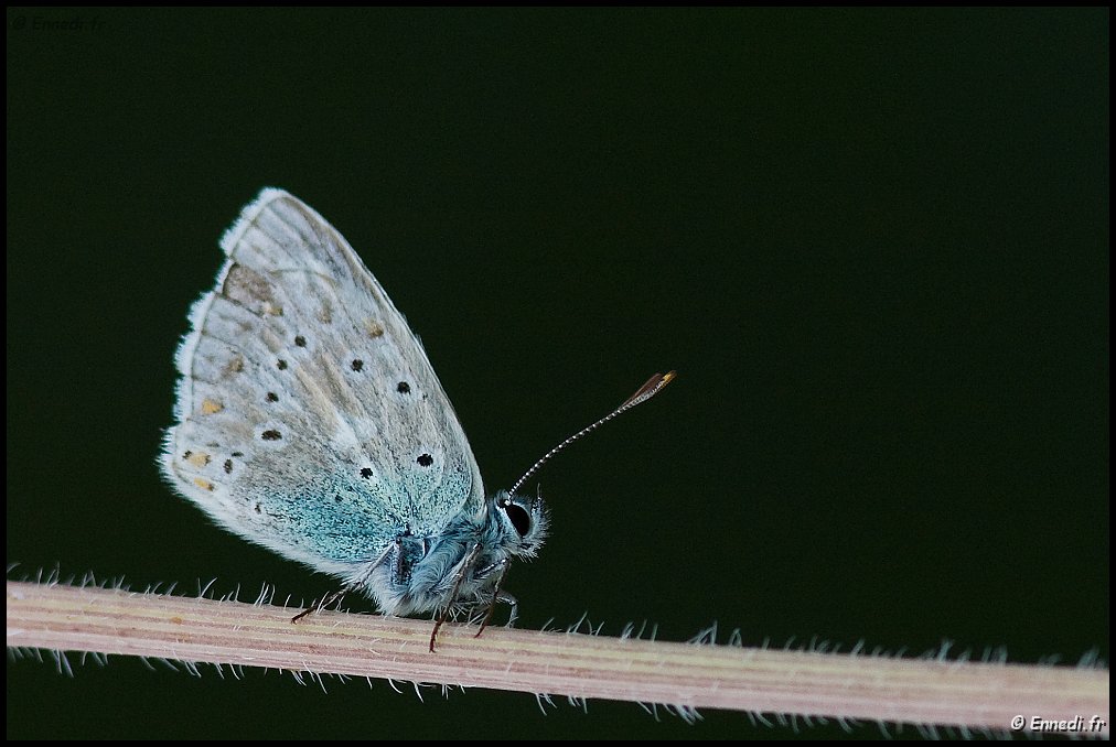 IMG_1843-140a.jpg - Azuré dans le noir ....