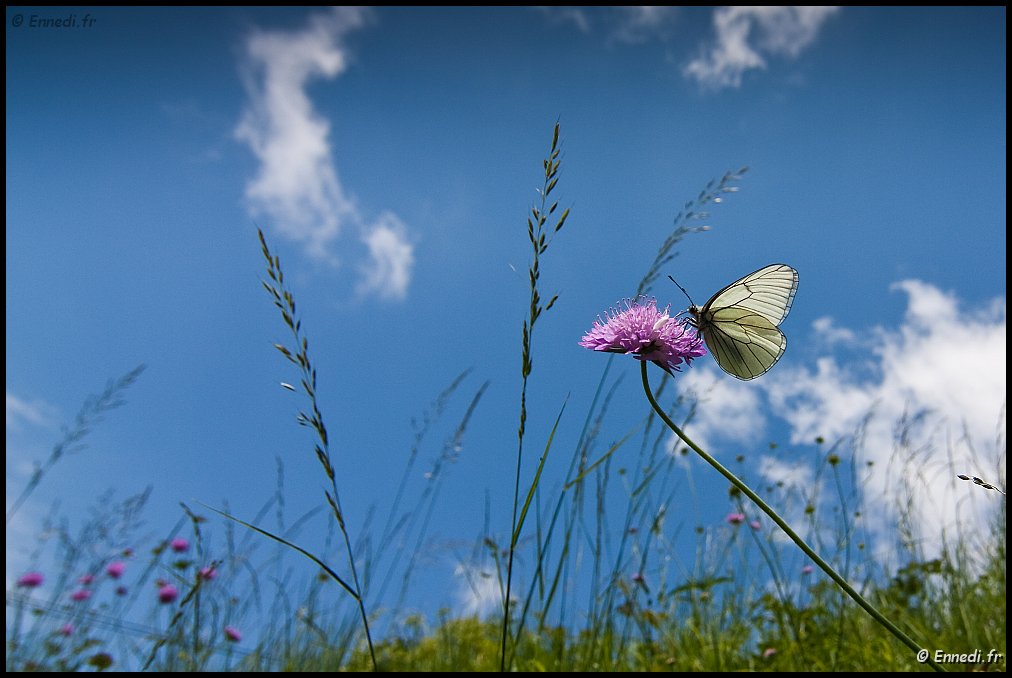 IMG_2074a.jpg - Papillon dans le pré.
