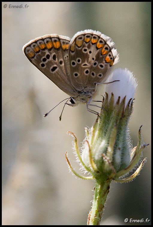 IMG_2123a.jpg - Azuré de Bugrane.