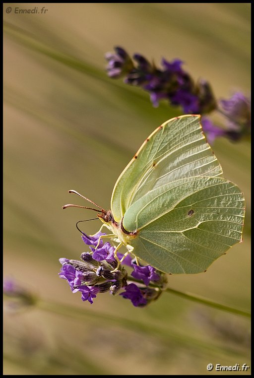 IMG_9981a.jpg - Papillon citron.