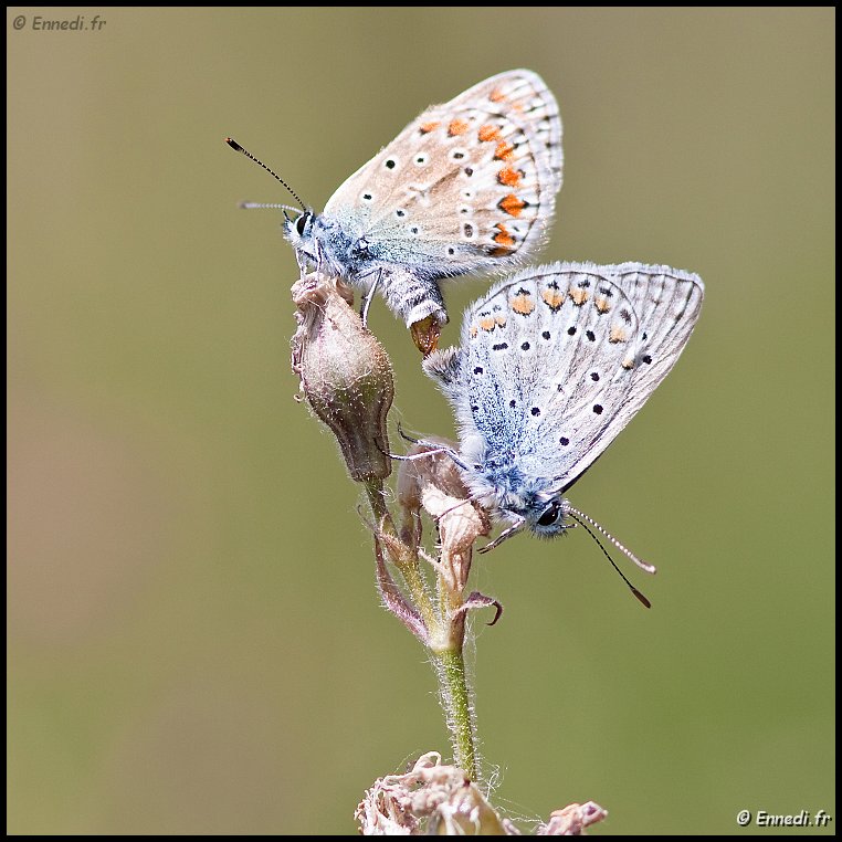 _MG_0452b.jpg - Accouplement d'azurés