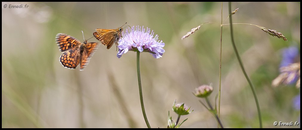 _MG_0459a.jpg - Deux pour une fleur ...